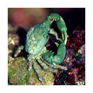 Mithrax sculptus-Crabe herbivore mangeur de Valonia  