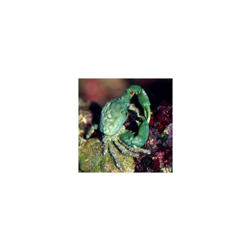 Mithrax sculptus-Crabe herbivore mangeur de Valonia  