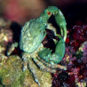 Mithrax sculptus-Crabe herbivore mangeur de Valonia  