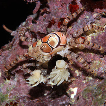 Lybia tesselata - crabe boxeur 1-2 cm