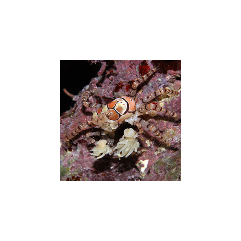 Lybia tesselata - crabe boxeur 1-2 cm 17,90 €