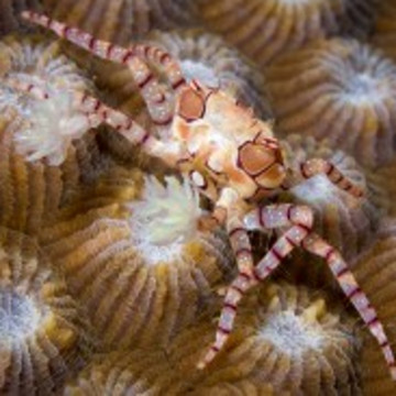 Lybia tesselata - crabe boxeur 1-2 cm