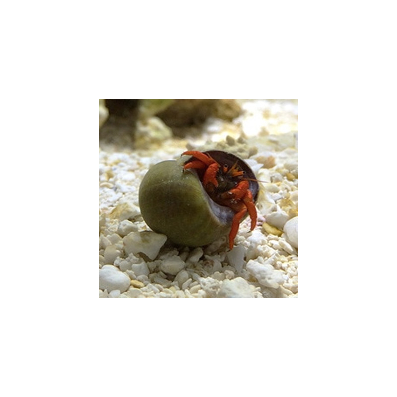 Clibanarius rutilus-Bernard l'ermite rouge nain (lot de 5)