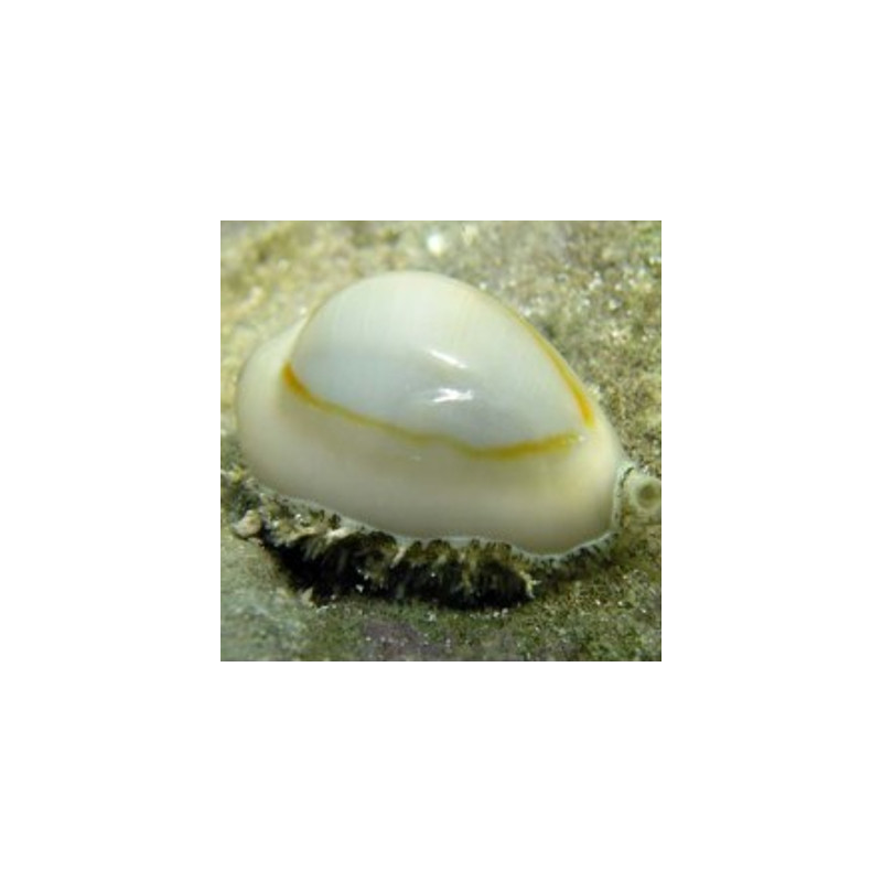 Erosaria annulus 2-3cm 5,90 €