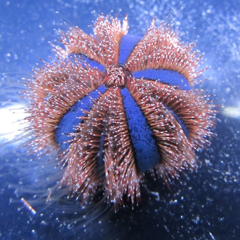 Mespilia globulus taille S - oursin à courtes épines 2-3 cm