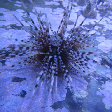 Echinotrix calamaris-oursin à longues épines rayées 5-8 cm