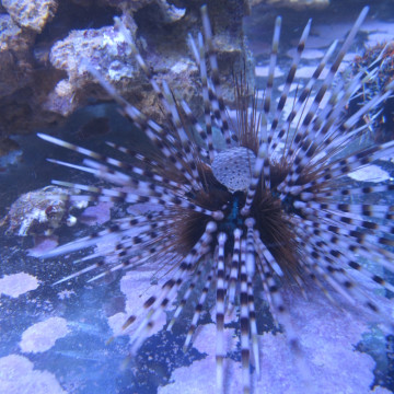 Echinotrix calamaris-oursin à longues épines rayées 5-8 cm