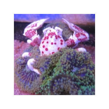 Neopetrolisthes maculatus - Crabe anémone par 2 37,90 €