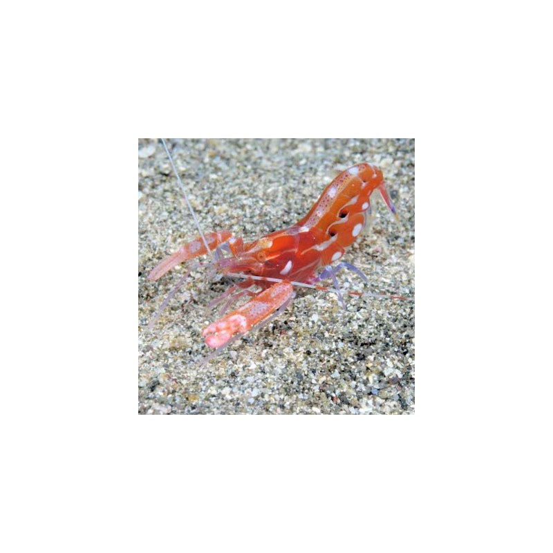 Alpheus armatus 3-5 cm 29,90 €