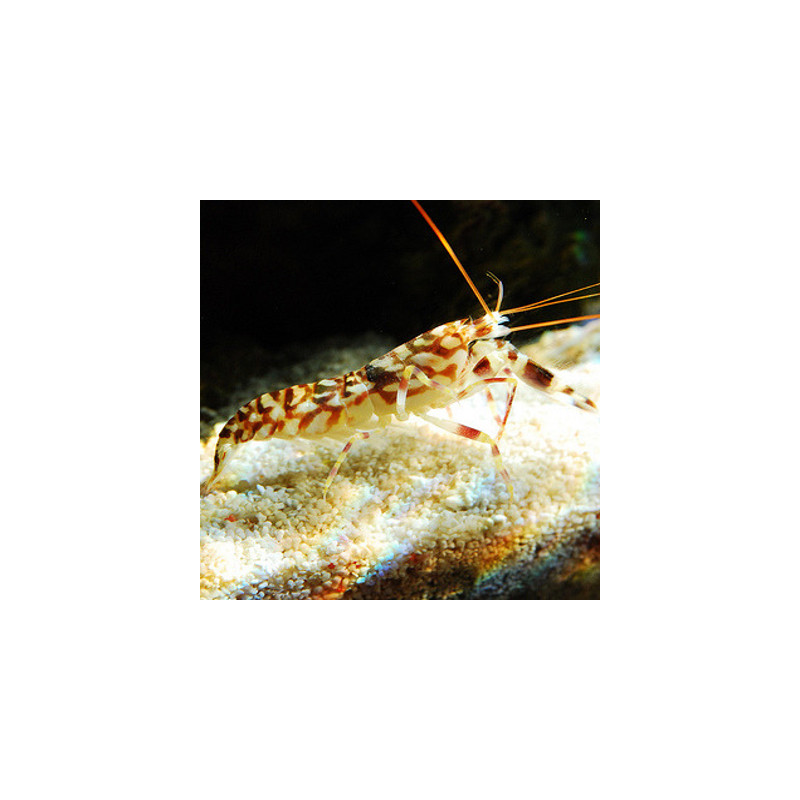 Alpheus bellulus 3-5 cm 24,90 €