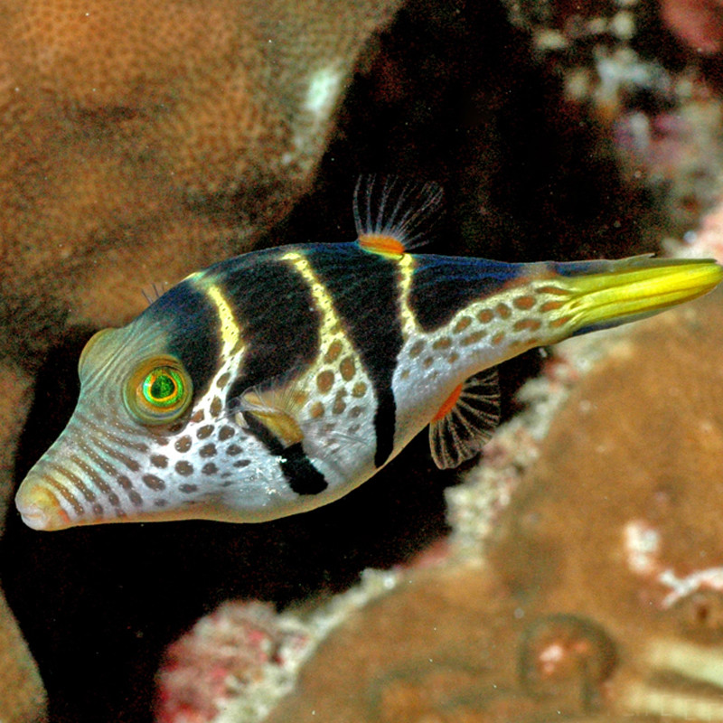 Canthigaster valentini : 3 à 5 cm  