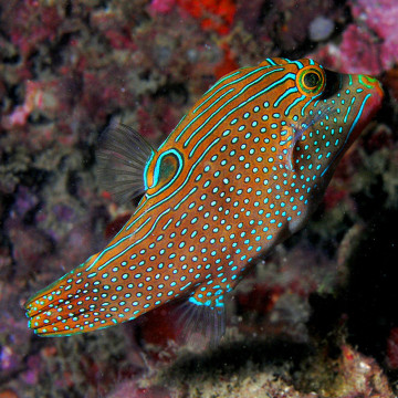 Canthigaster Solandri : 6-8 cm  