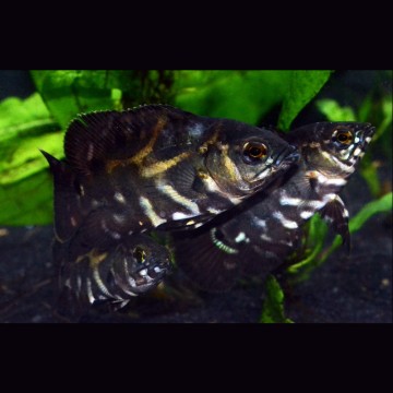 Astronotus Ocellatus Sauvages