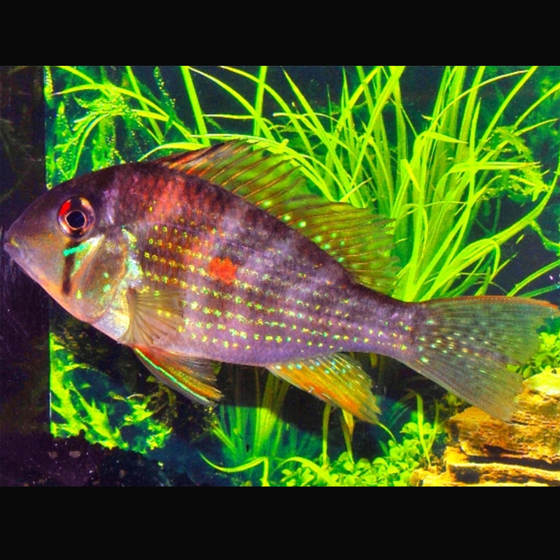 Acarichthys Heckelii - Acara de Heckel 5-6 cm 27,50 €