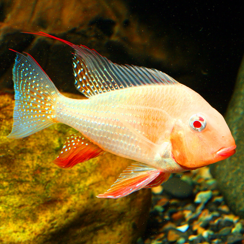 Acarichthys Heckelii - Acara de Heckel albinos 10-12 cm lot de 2 89...