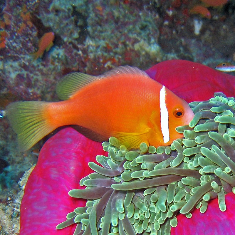 Amphiprion Nigripes 3-5 cm