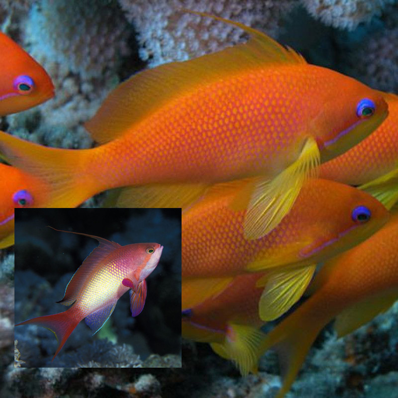 Anthias Squamipinnis 1 mâle + 3 femelles