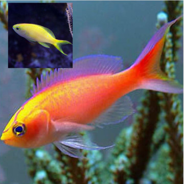 Pseudanthias Parvirostris le couple