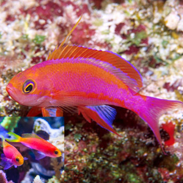 Pseudanthias Randali le couple