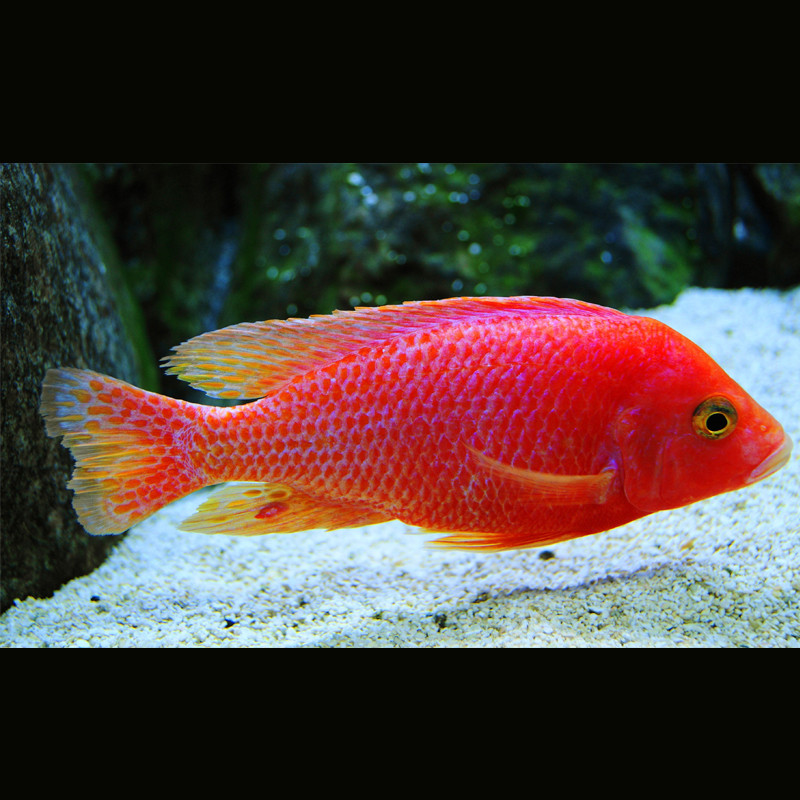 Aulonocara Sp Fire Fish 8-10 cm le couple