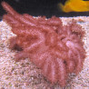 Klyxum sp (Alcyonum sp)-corail soft colt 8 CM 43,50 €