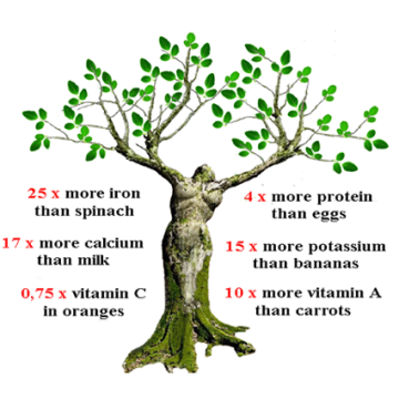 Dr.Bassleer Biofish Food gse/moringa M 60g