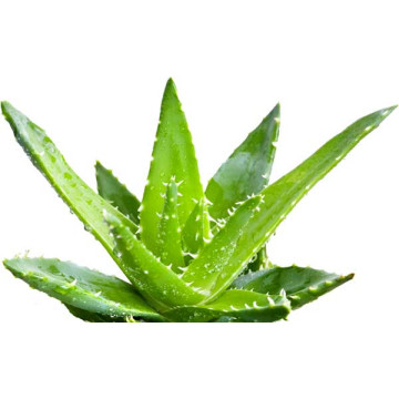 Dr.Bassleer Biofish Food aloe vera M 60gr 0.6mm pour poissons jusqu...