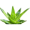 Dr.Bassleer Biofish Food aloe vera M 60gr 0.6mm pour poissons jusqu...