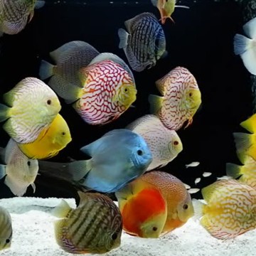 Discus Mix Stendker d'élevage Allemand 5 cm lot de 4 + 1 offert