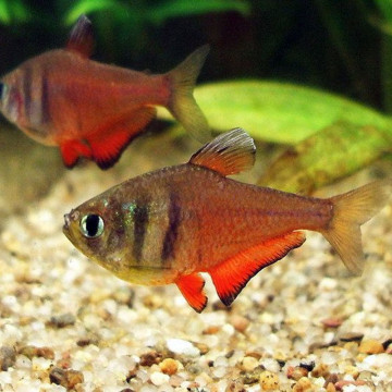 Hyphessobrycon Flammeus -Tétra de Rio rouge lot de 10