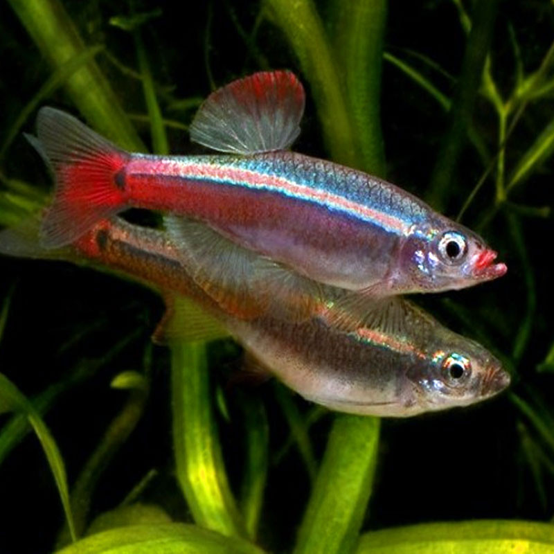 Tanichthys Albonubes Voilés - Néons Chinois voilés lot de 10       ...