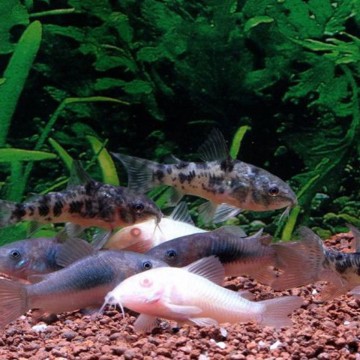 Corydoras assortis lot de 10