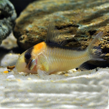 Corydoras Adolfoi lot de 2