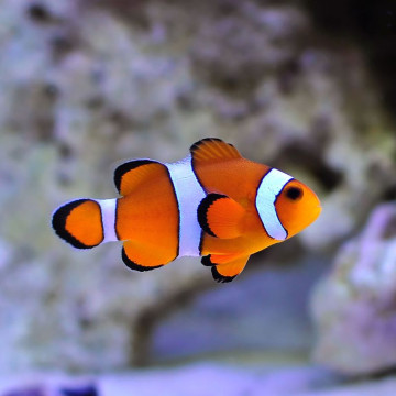 amphiprion ocellaris 1.5 à 2.5 cm 