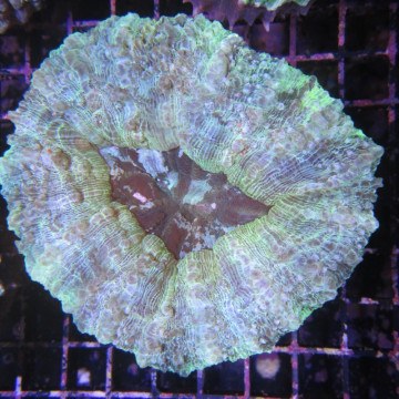 Acanthophyllia vert 7-8 cm (ouvert) 167,50 €