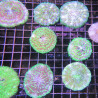 Cycloseris mauve à polypes verts 5 cm 89,50 €