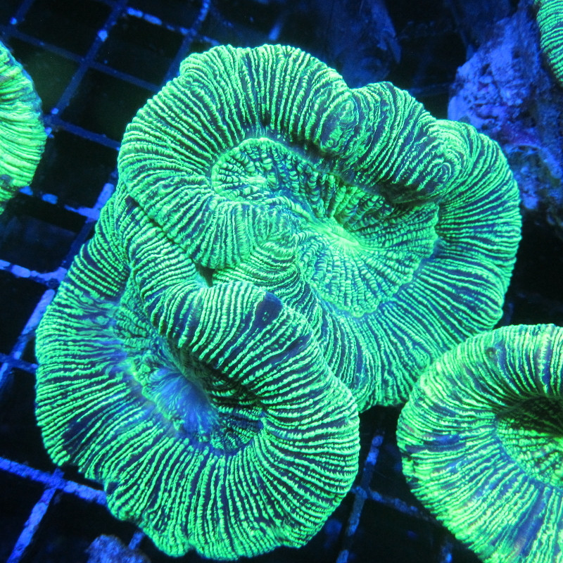 Trachyphyllia vert fluo Australie 3-5 CM 67,50 €