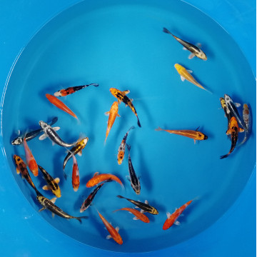 Koi Israël Ghost 10-12 cm 6,50 €