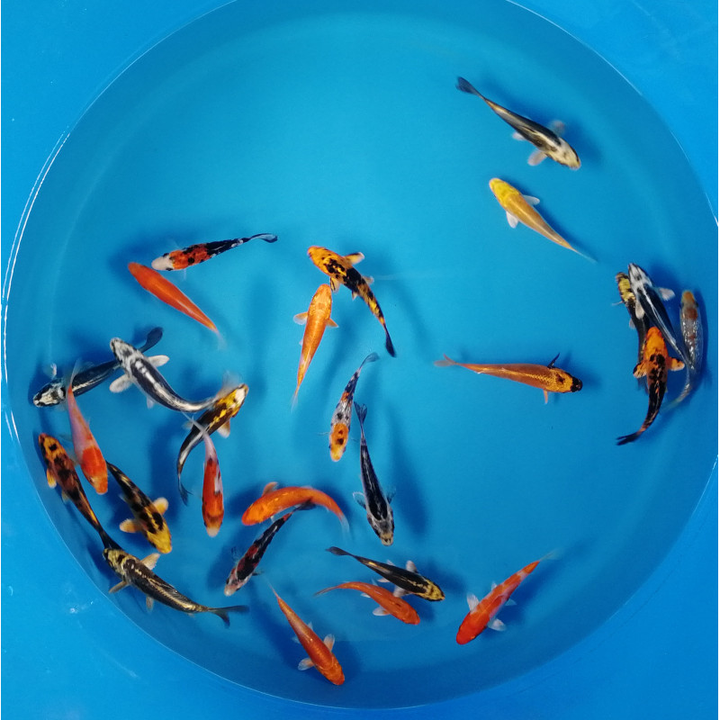 Koi Israël Ghost 10-12 cm 6,50 €