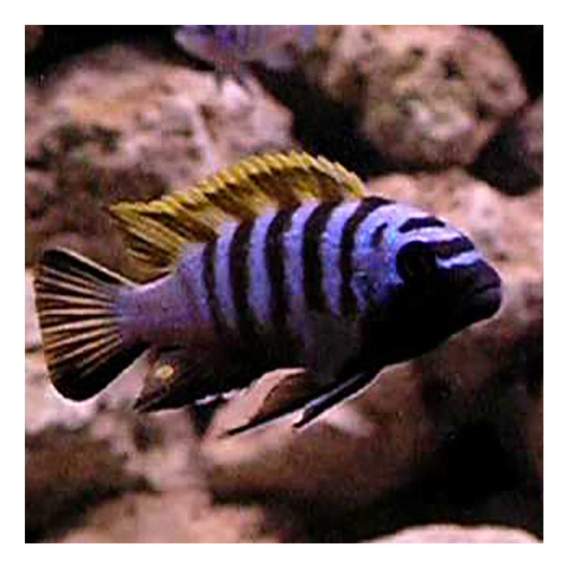 Cynotilapia Zebroides Jalo Reef 18,50 €