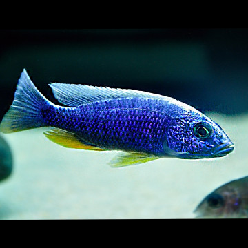 Sciaenochromis Fryeri Iceberg 8-10cm le couple 