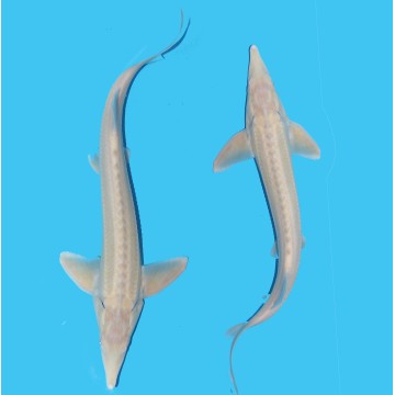 Esturgeon Albino 20-25 cm 22,50 €