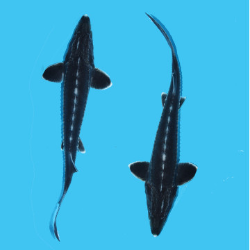 Esturgeon Beluga-Huso Huso 30-35 cm lot de 2 39,50 € Poissondor