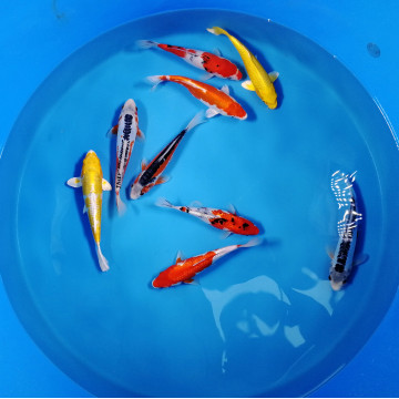 Koi Israël Handpick 25-30cm lot de 2 129,50 €