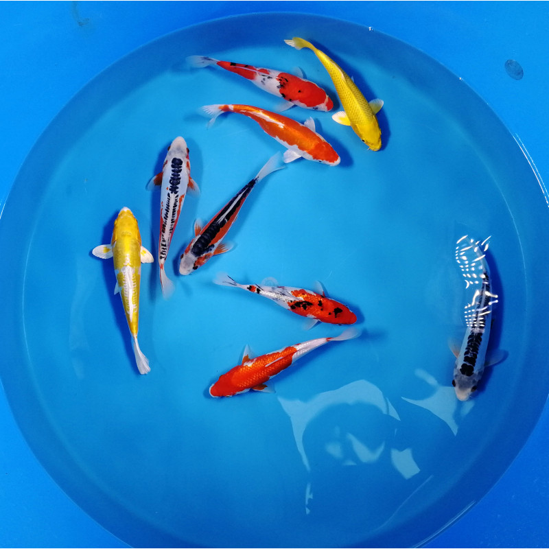 Koi Israël Handpick 25-30cm lot de 2 129,50 €