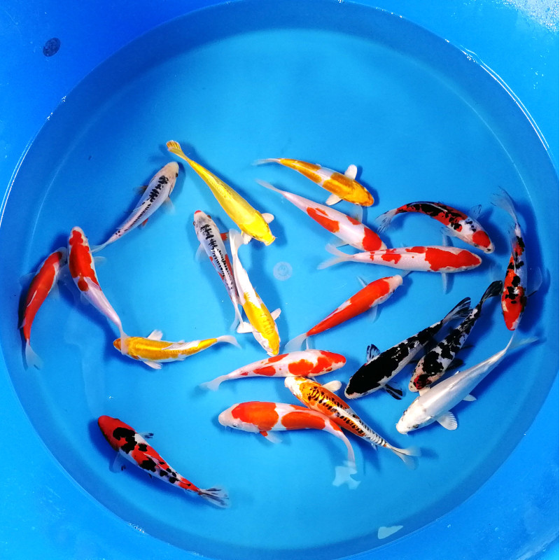 Koi Israël Handpick 21-25cm 47,50 € Poissondor