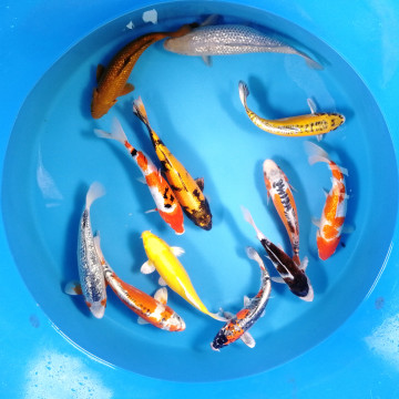 Koi Israël Handpick 25-31c 97,50 € Poissondor