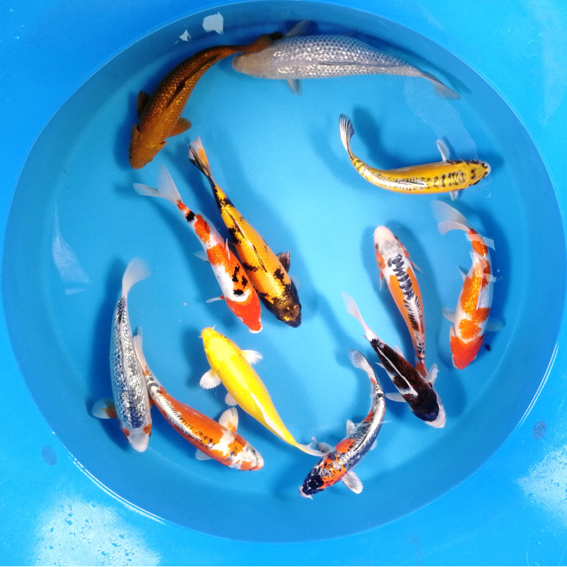 Koi Israël Handpick 25-31c 97,50 € Poissondor