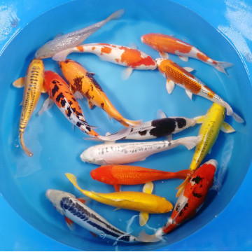 Koi Israël Handpick 30-35cm 147,50 € Poissondor