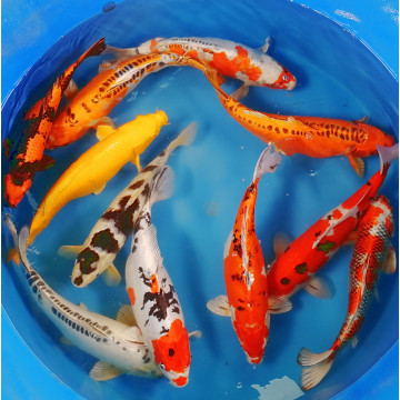 Koi Israël Handpick 40-45cm 197,50 €